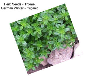 Herb Seeds - Thyme, German Winter - Organic