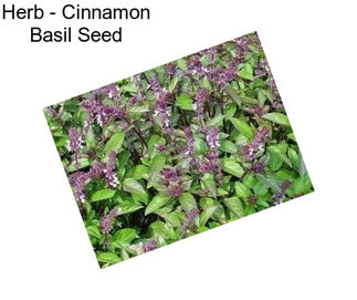 Herb - Cinnamon Basil Seed