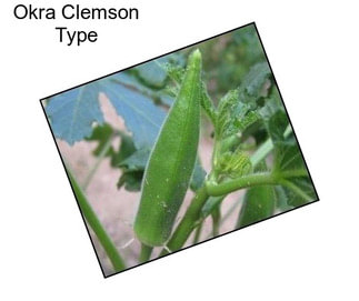 Okra Clemson Type