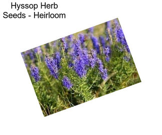 Hyssop Herb Seeds - Heirloom