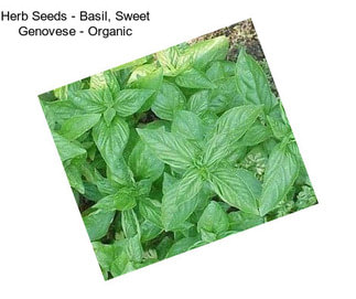 Herb Seeds - Basil, Sweet Genovese - Organic