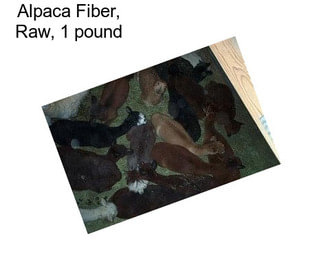 Alpaca Fiber, Raw, 1 pound