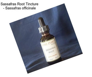 Sassafras Root Tincture - Sassafras officinale