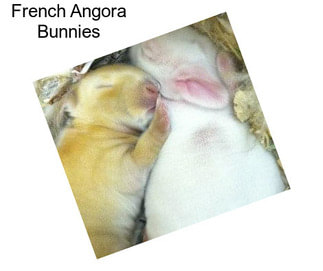 French Angora Bunnies