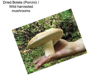 Dried Bolete (Porcini) / Wild harvested mushrooms