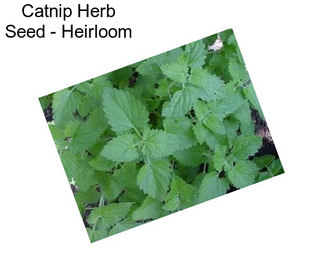 Catnip Herb Seed - Heirloom