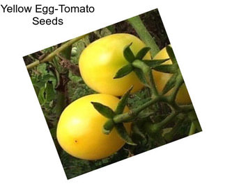 Yellow Egg-Tomato Seeds