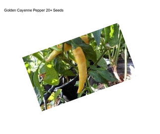 Golden Cayenne Pepper 20+ Seeds