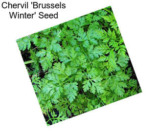 Chervil \'Brussels Winter\' Seed