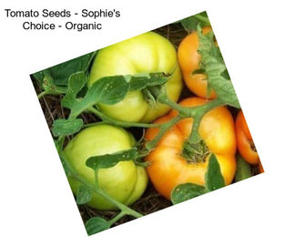 Tomato Seeds - Sophie\'s Choice - Organic