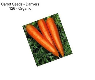 Carrot Seeds - Danvers 126 - Organic