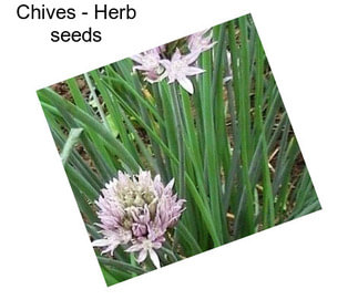 Chives - Herb seeds