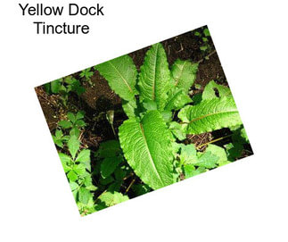 Yellow Dock Tincture