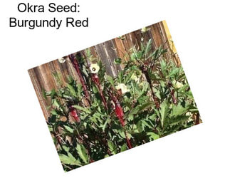 Okra Seed: Burgundy Red