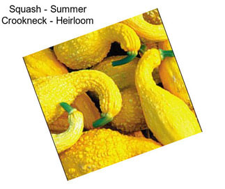 Squash - Summer Crookneck - Heirloom