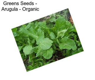 Greens Seeds - Arugula - Organic