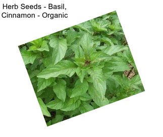 Herb Seeds - Basil, Cinnamon - Organic