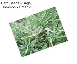 Herb Seeds - Sage, Common - Organic