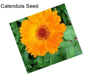 Calendula Seed