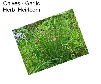 Chives - Garlic Herb  Heirloom