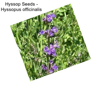 Hyssop Seeds - Hyssopus officinalis