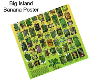 Big Island Banana Poster