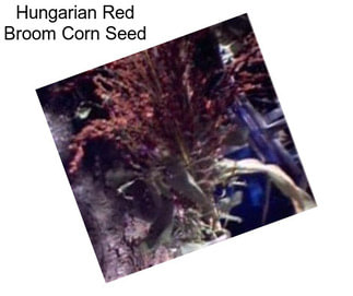 Hungarian Red Broom Corn Seed