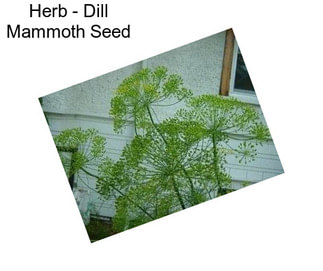 Herb - Dill Mammoth Seed