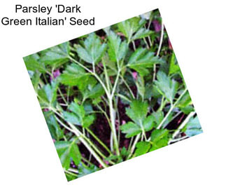 Parsley \'Dark Green Italian\' Seed