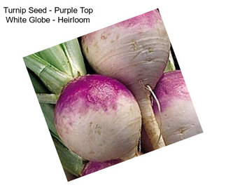 Turnip Seed - Purple Top White Globe - Heirloom