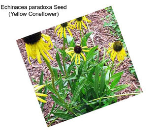 Echinacea paradoxa Seed (Yellow Coneflower)