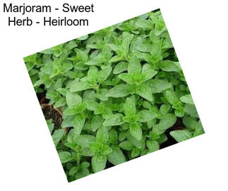 Marjoram - Sweet Herb - Heirloom