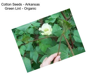 Cotton Seeds - Arkansas Green Lint - Organic