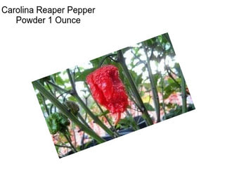 Carolina Reaper Pepper Powder 1 Ounce