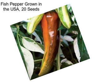 Fish Pepper Grown in the USA, 20 Seeds