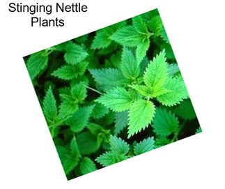 Stinging Nettle Plants