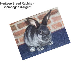 Heritage Breed Rabbits - Champagne d\'Argent