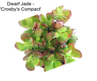 Dwarf Jade - \'Crosby\'s Compact\'