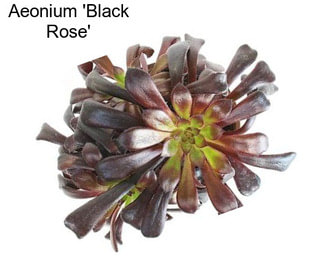 Aeonium \'Black Rose\'