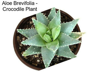 Aloe Brevifolia - Crocodile Plant