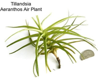 Tillandsia Aeranthos Air Plant