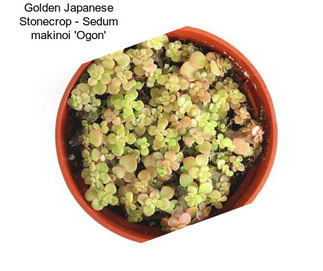 Golden Japanese Stonecrop - Sedum makinoi \'Ogon\'