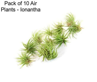 Pack of 10 Air Plants - Ionantha