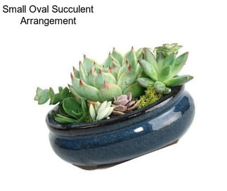 Small Oval Succulent Arrangement