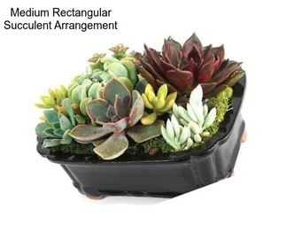 Medium Rectangular Succulent Arrangement