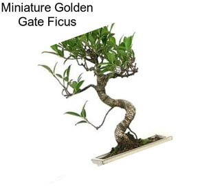 Miniature Golden Gate Ficus