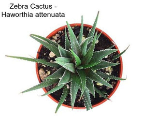 Zebra Cactus - Haworthia attenuata