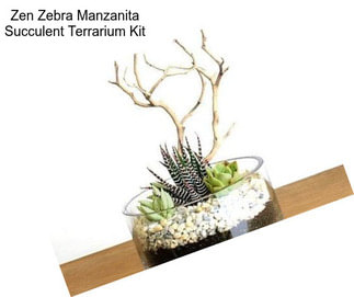 Zen Zebra Manzanita Succulent Terrarium Kit