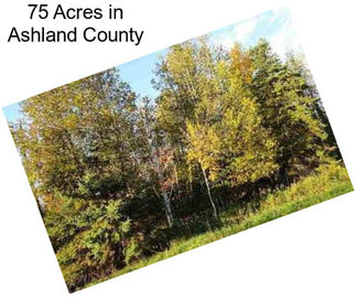 75 Acres in Ashland County