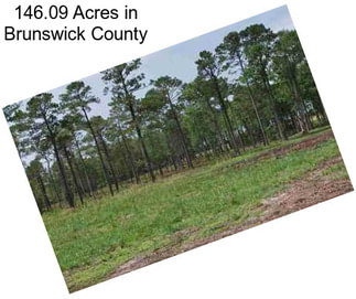 146.09 Acres in Brunswick County